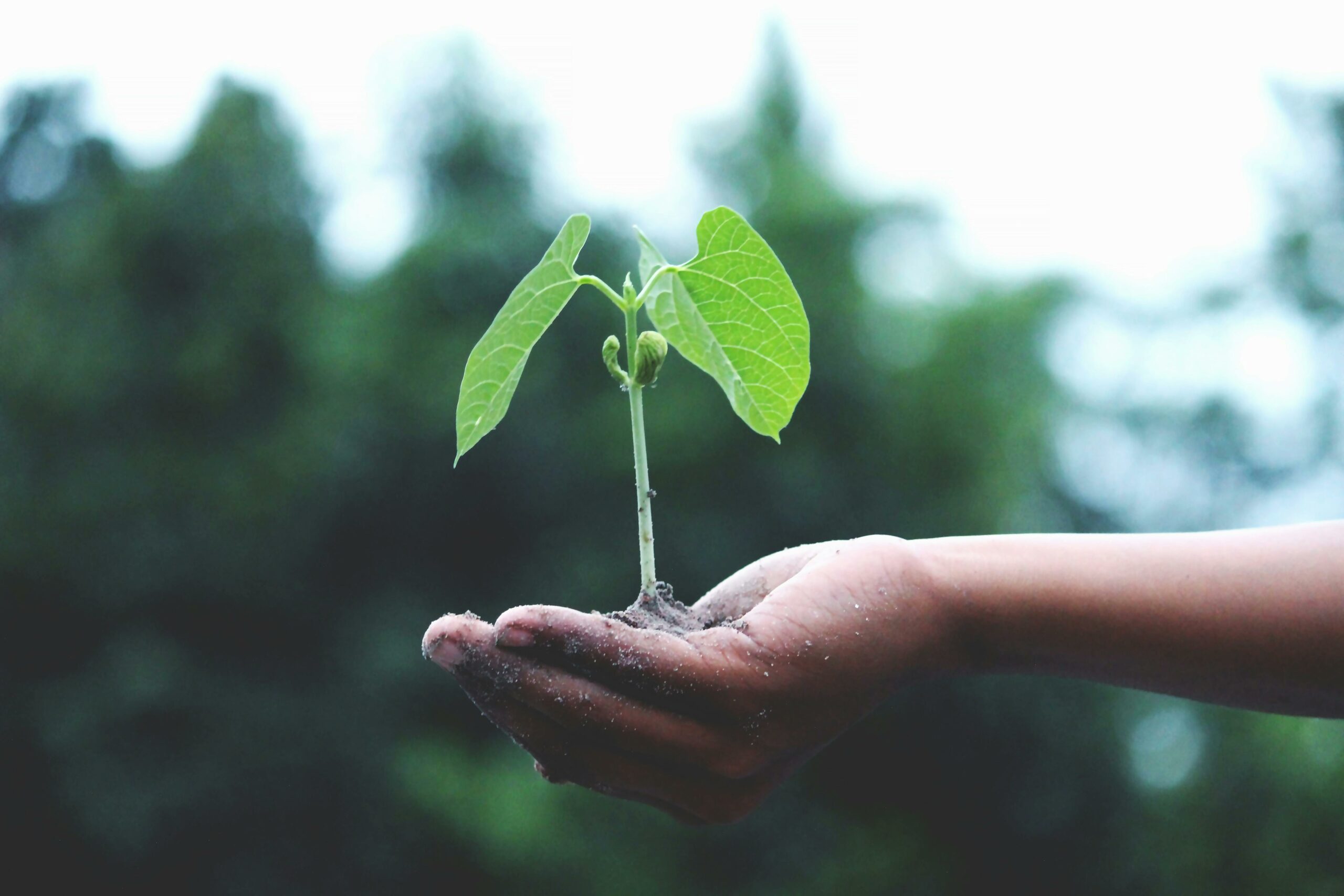 une main qui tient une plante prête à être planté. Cela représente l'axe environnemental dans la politique RSE
